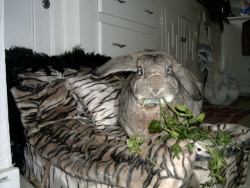 Funny Bunny Toy Company