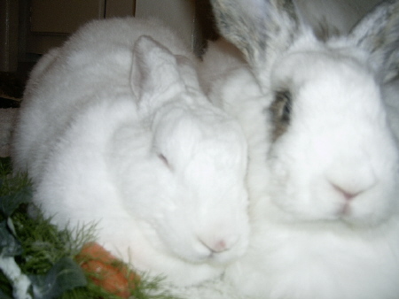 Funny Bunny Toy Company