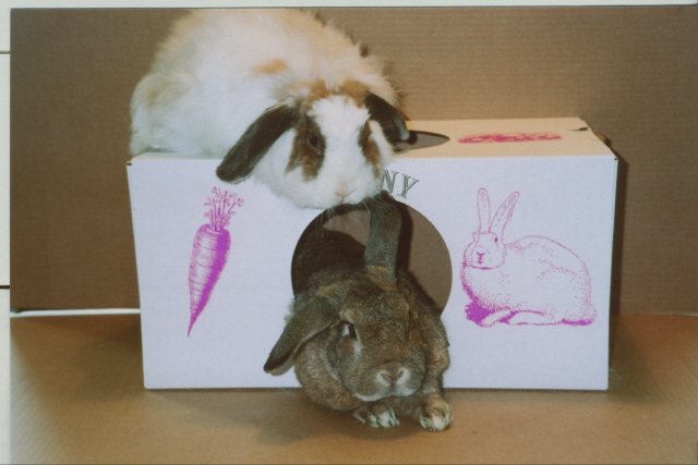 Bunny Bungalow